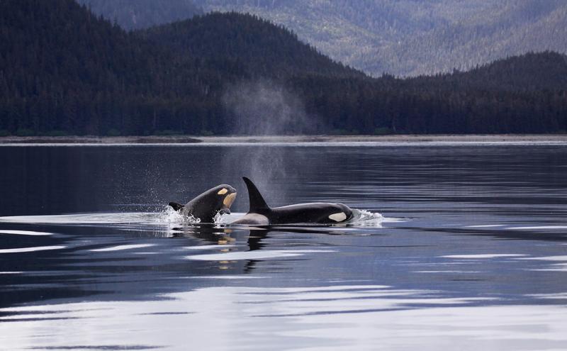 Baby Orca