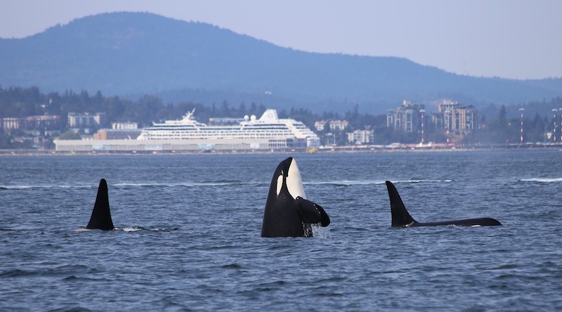 Baby Orca