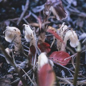square_indian_pipes