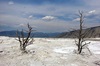 Dead Trees