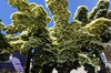 City forests