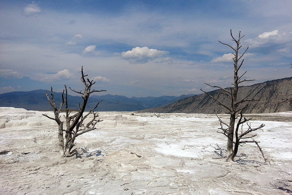 dead tree