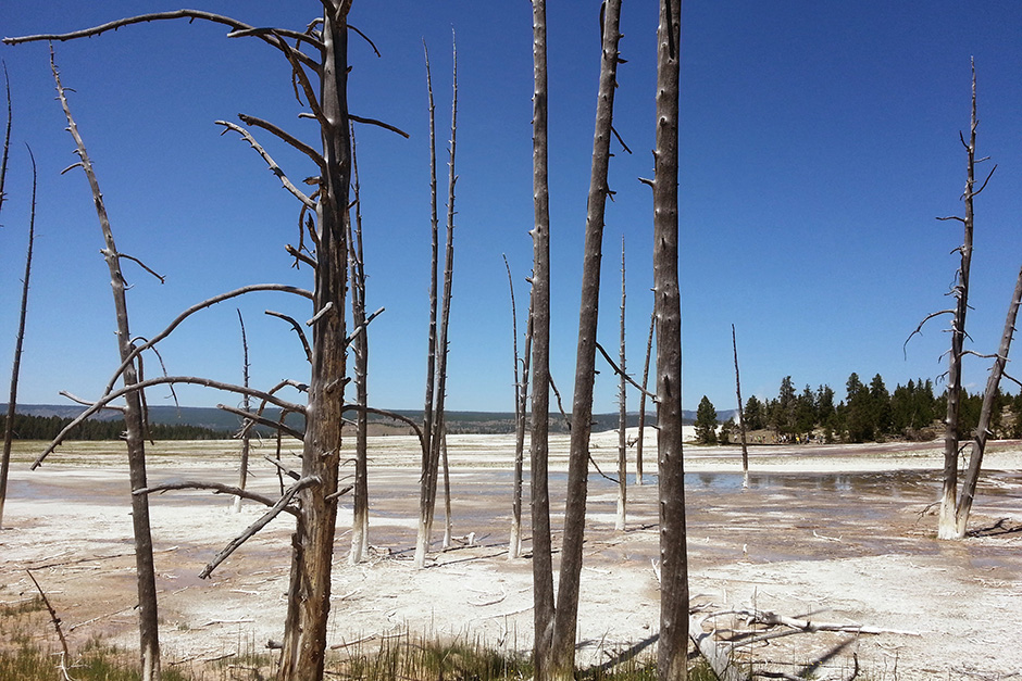 dead trees