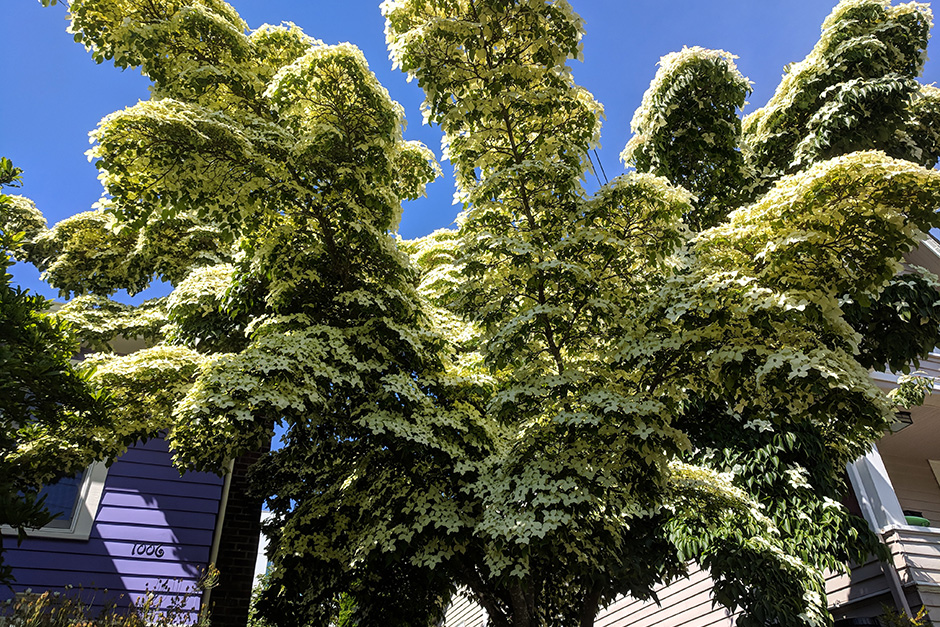 flowertree